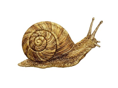 Detailed illustration of a garden snail with spiral shell