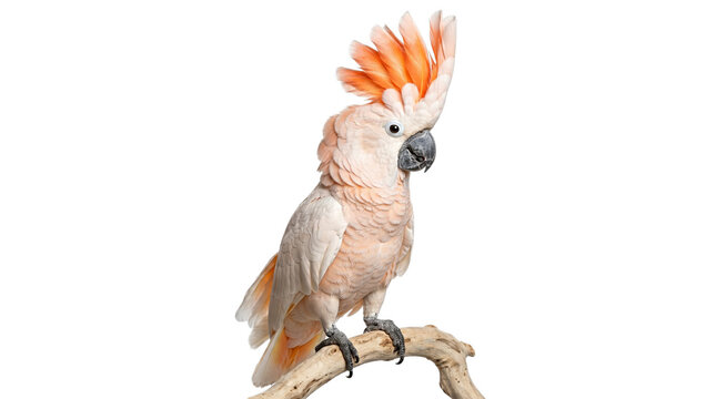Moluccan cockatoo parrot with crest isolated on transparent background