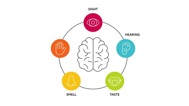 Animated infographic showing the human brain connected to five senses: sight, hearing, taste, smell and touch. Educational visualization of sensory perception and human physiology