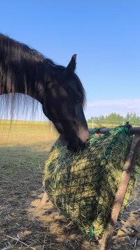Black horse with long mane eating dry hay from a green slow feeder net outdoors