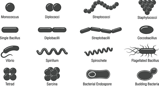 WebBacterial Cell Morphology and Shapes Icon Set Featuring Microorganism Structures like Bacillus, Coccus, Spirillum, and Streptococcus for Educational and Scientific Vector Designs