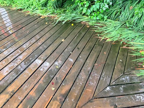 Wet Wooden Deck with Green Foliage After Rain
