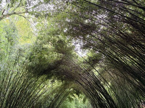 Curved Bamboo Canopy in Lush Green Forest