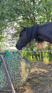Black horse with long mane eating dry hay from a green slow feeder net outdoors