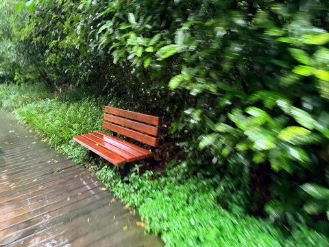 Wet Wooden Bench in Lush Green Park Pathway