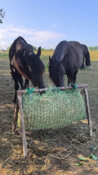 Horses feeding on hay from a slow feeder net in an outdoor field
