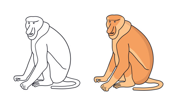 Cute proboscis monkey vector illustration set in black line art and color version for coloring page and design