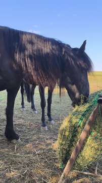 Horses feeding on hay from a slow feeder net in an outdoor field