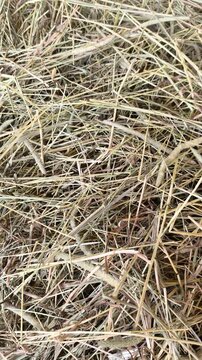 Dry hay and straw providing a natural texture useful for backgrounds or animal feed concepts