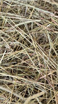 Dry hay and straw providing a natural texture useful for backgrounds or animal feed concepts