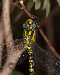 Detailed macro photograph of a blue-eyed hawker dragonfly (Aeshna cyanea) resting on a branch, showing vivid green markings, blue eyes and transparent wings. © Aleksandra
