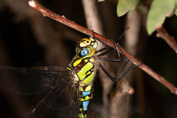 Detailed macro photograph of a blue-eyed hawker dragonfly (Aeshna cyanea) resting on a branch, showing vivid green markings, blue eyes and transparent wings. © Aleksandra
