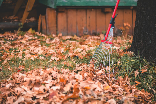Rake gathering dry brown and orange leaves on green grass near a tree trunk, illustrating the concept of seasonal yard work and fall cleanup activities outdoors