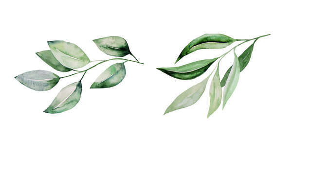 Hand-painted watercolor illustration of delicate green eucalyptus leaves on branches, perfect for natural and botanical design elements