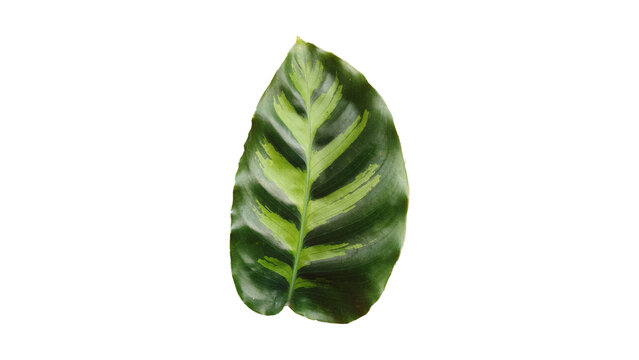 Isolated close-up of a vibrant variegated tropical plant leaf showcasing natural patterns on a clean white background, perfect for botanical themes.