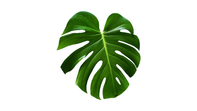 Vibrant green tropical monstera leaf isolated against a clean white background, showcasing natural patterns and lush botanical beauty for design and decorative projects.