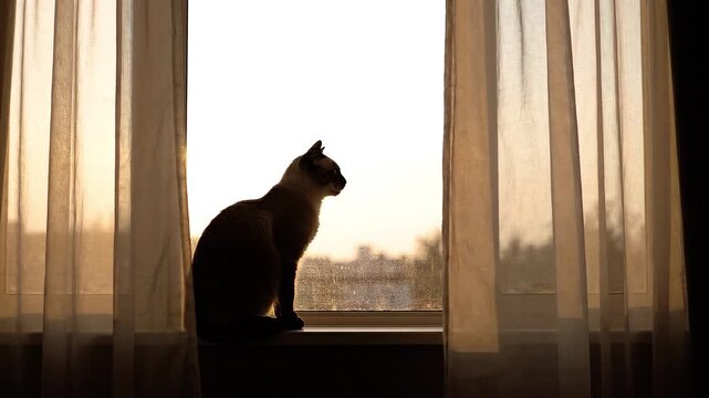 Siamese cat silhouette sits on windowsill looking out window at sunrise with sheer curtains flowing softly in gentle breeze cinematic footage.