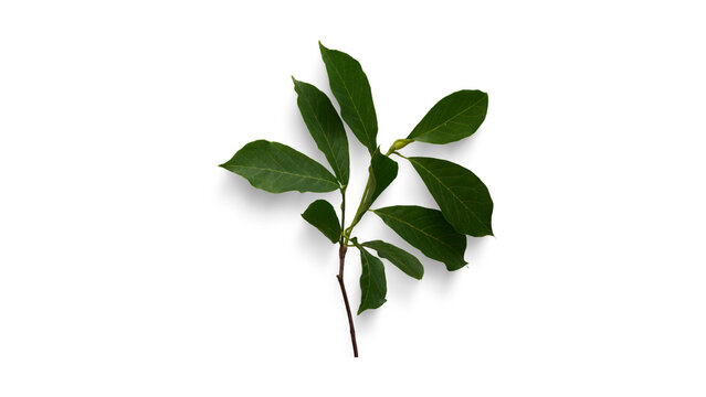 Close-up Studio Shot of a Vibrant Green Leafy Plant Branch on a Clean White Background, Ideal for Botanical Design Elements and Natural Concepts