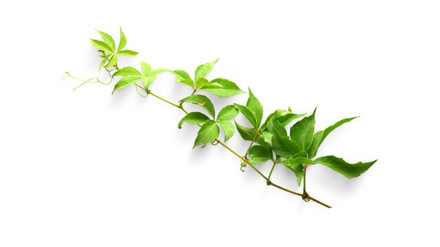 Vibrant green vine with lush leaves and delicate tendrils, isolated on a pristine white background, showcasing natural beauty and fresh botanical growth from an overhead view.