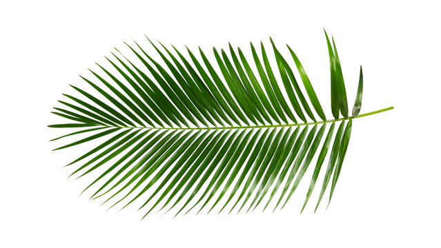 Vibrant green palm leaf isolated on white background, showcasing natural beauty and tropical botany for design elements and fresh concepts.