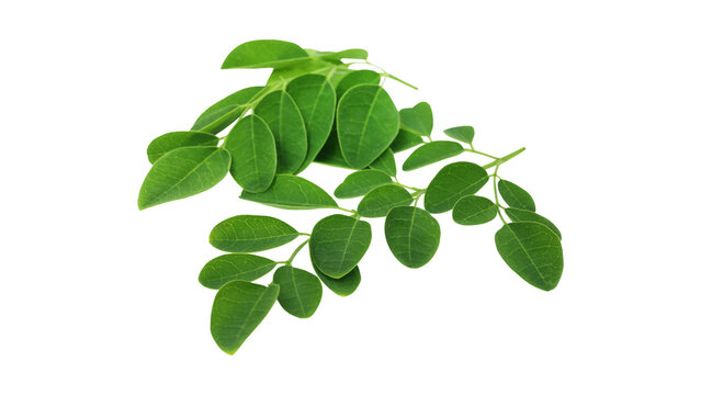 Fresh green plant leaves on delicate branches, isolated on a clean white background, showcasing natural health and vitality in a studio setting.