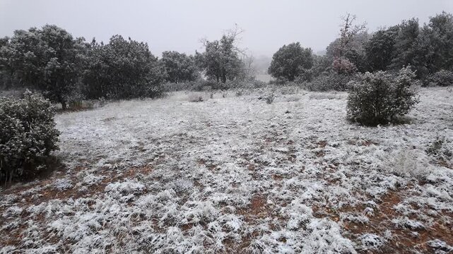 Snow falling across a rural field surrounded by holm oak trees during cold overcast winter weather