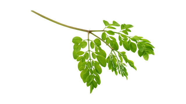 Fresh green leaves on a delicate branch isolated on a white background, showcasing natural vitality and botanical details in a bright studio shot.