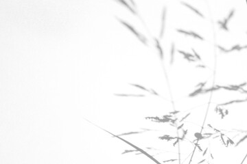 Fototapeta premium Real dense wild grass shadow cut out on a transparent png background with soft organic edges. Anchors luxury and cosmetic design as a png overlay with copy space for product placement.