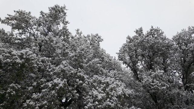 Dense holm oak canopy coated with fresh snow during winter snowfall beneath a pale overcast sky