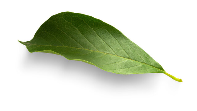 A vibrant single green leaf from a deciduous tree isolated on a white background, captured in a clean professional studio photo