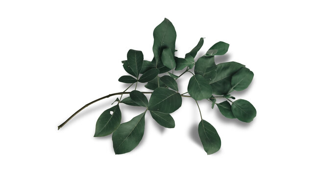 A detailed macro view of a fresh green branch with lush leaves isolated on a clean white background for botanical 33 design projects