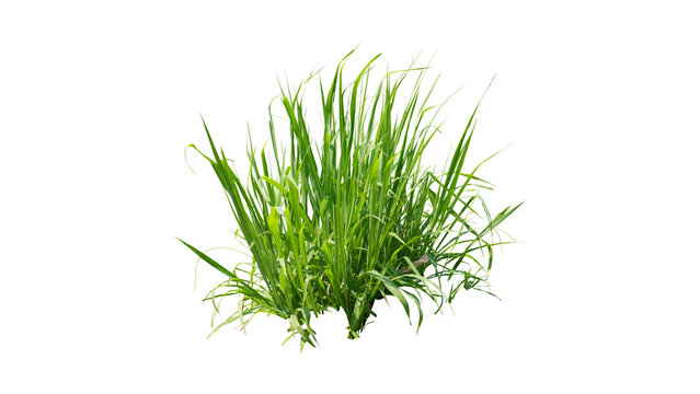 Isolated clump of lush green grass growing in a natural meadow setting captured as a high-quality cutout photograph for landscaping design