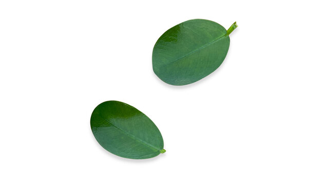 Two fresh green oval leaves isolated on a white background, captured in a minimalist studio top-down view
