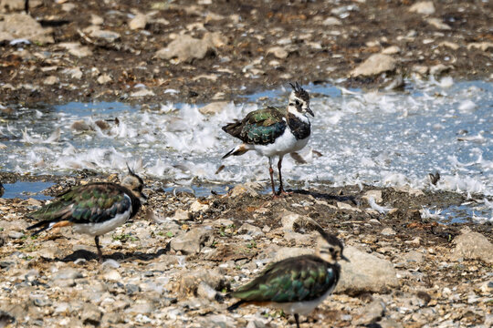 Close up of a Lapwing amongst a group of birds at waters edge at langford Lakes, Wiltshire, UK