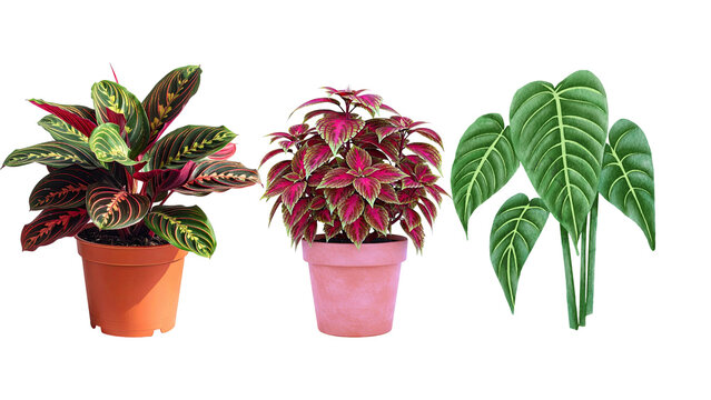 Three potted decorative tropical foliage plants arranged in a collection for interior design and home gardening photography on a white background