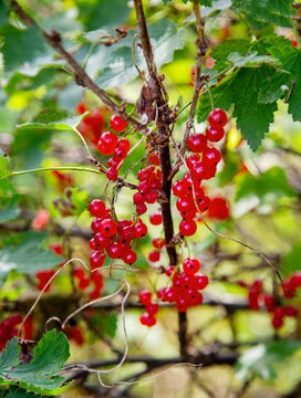 Red currant berries on a clear sunny day. Flora agriculture plants flowers.