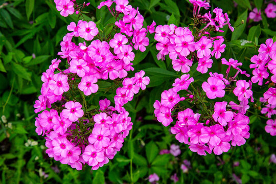Phlox paniculata Victoria on a clear sunny day. Flora agriculture plants flowers.