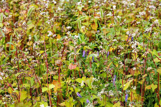 Sown buckwheat with white flowers on a clear sunny day. Flora agriculture plants flowers.
