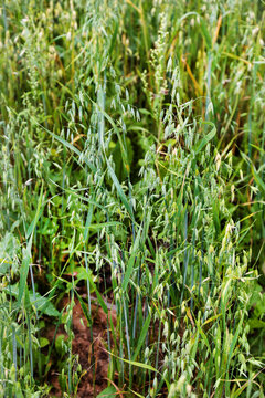 Oats are sown on a clear sunny day. Flora agriculture plants flowers.