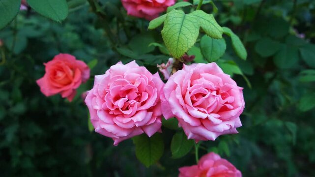 Roses bloom in a garden during springtime in a vibrant display of color