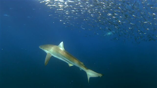Slow-motion underwater footage of a bronze whaler shark swimming toward a sardine baitball during the Sardine Run off the Wild Coast of South Africa.
