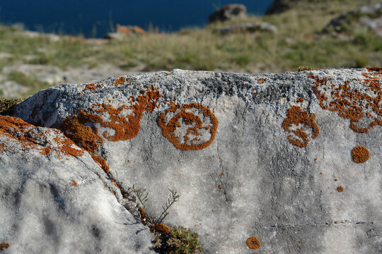 Close up of orange elegant sunburst lichen growing on stone in Tazheranskaya Steppe near Lake Baikal