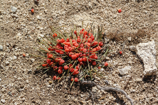 Close up of red cones of Ephedra monosperma shrub on rocky slope near Baikal Lake