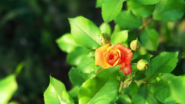 Bright orange rose blooms among green leaves in a garden