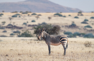 Naklejka premium Mountain Zebra in Damaraland, Namibia, Africa