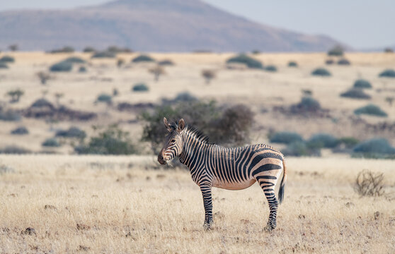 Mountain Zebra in Damaraland, Namibia, Africa
