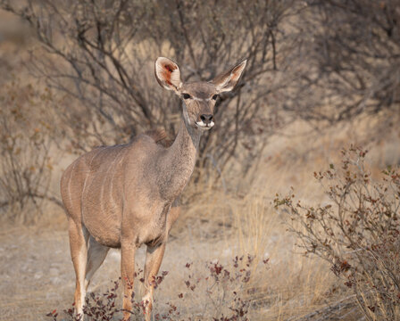 Kudu standing in Etosha National Park, Namibia, Africa