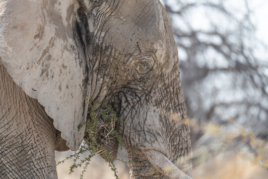Close up of a mud covered African Elephant eating in Etosha National Park, Namibia, Africa