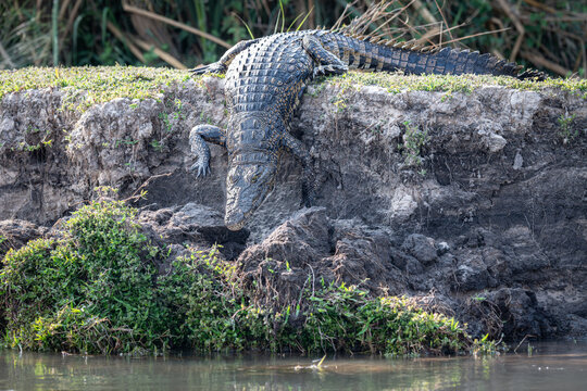 Crocodile entering the Okavango - Cubango river in Botswana, Africa