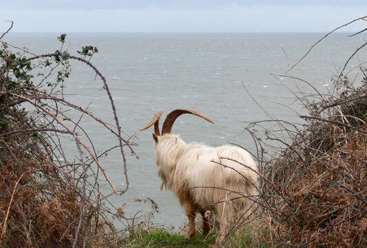 Wild Kashmiri Goat looking out to sea from a cliff  on the Great Orme, Llandudno, North Wales, United kingdom